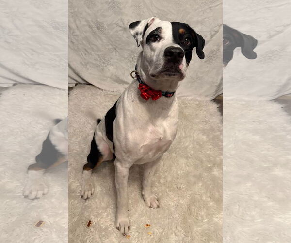 Medium Photo #3 Mutt Puppy For Sale in Germantown, OH, USA