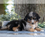 Small Photo #7 Miniature Australian Shepherd Puppy For Sale in CHRISTIANA, PA, USA