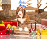 Small Photo #3 Bernedoodle Puppy For Sale in PEYTON, CO, USA