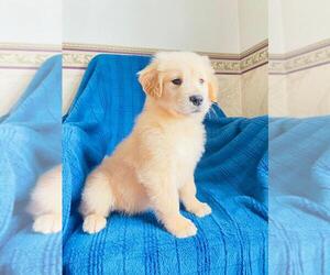 Golden Retriever Puppy for sale in CONVOY, OH, USA