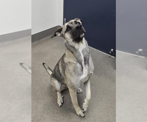 Medium Photo #1 Anatolian Shepherd-Staffordshire Bull Terrier Mix Puppy For Sale in HESPERIA, CA, USA