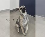 CALYPSO - Female Anatolian Shepherd-Staffordshire Bull Terrier Mix Dog for Adoption - Small photo