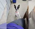 Small #1 Rat Terrier Mix
