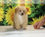 Pretzel - Male Poodle (Toy) Puppy for Sale - Photo #22