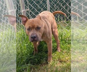 Medium American Pit Bull Terrier