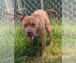 Small American Pit Bull Terrier