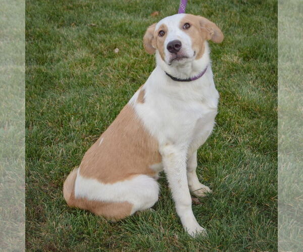 Medium Photo #4 Great Pyrenees-Unknown Mix Puppy For Sale in Huntley, IL, USA