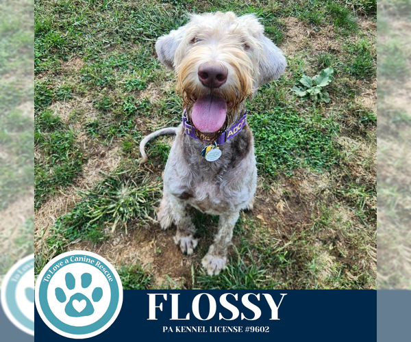 Medium Photo #4 Labradoodle Puppy For Sale in Kimberton, PA, USA
