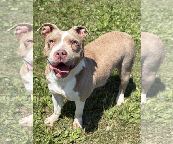 Medium Photo #2 Mutt Puppy For Sale in Jefferson, WI, USA