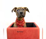 Small #2 Plott Hound Mix