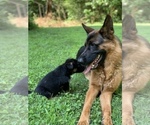 Small #11 German Shepherd Dog