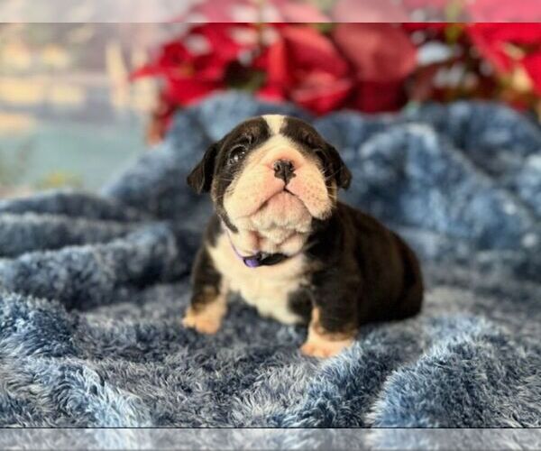 Medium Photo #5 English Bulldog Puppy For Sale in OOLOGAH, OK, USA