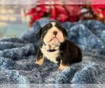 Small #4 English Bulldog