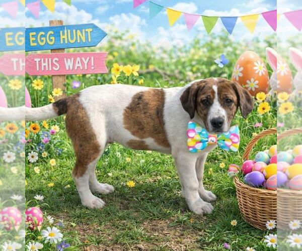 Medium Photo #3 Borador Puppy For Sale in Yardley, PA, USA