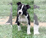 Small #1 American Pit Bull Terrier
