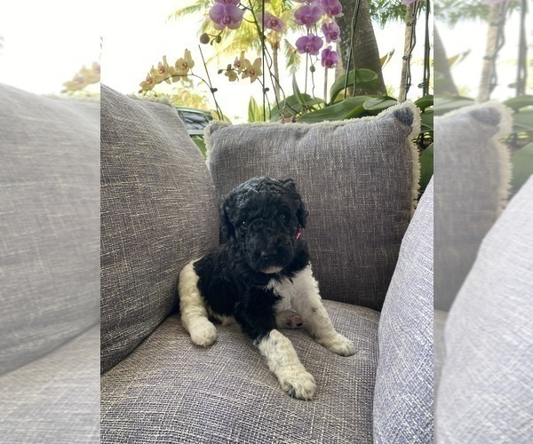 Medium Photo #1 Poodle (Standard) Puppy For Sale in FORT LAUDERDALE, FL, USA