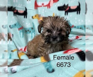 Maltese-Morkie Mix Puppy for sale in CLARE, IL, USA