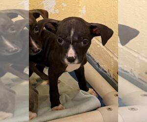 Mutt Dogs for adoption in Tulsa, OK, USA