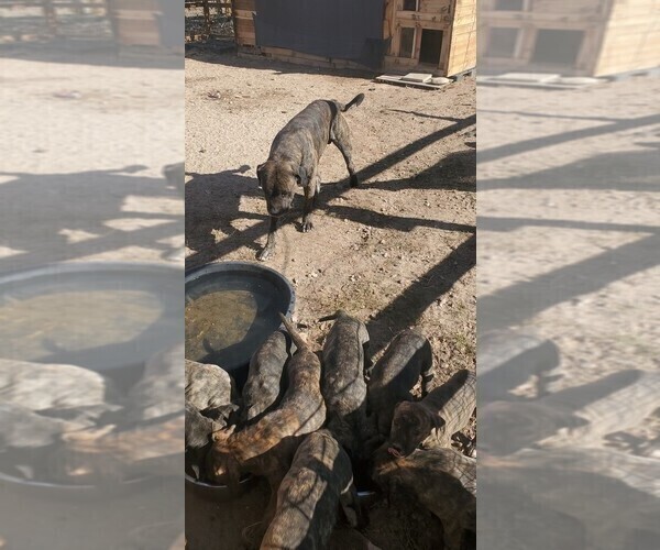Medium Photo #10 American Pit Bull Terrier-Presa Canario Mix Puppy For Sale in FALCON, CO, USA