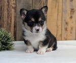 Small Photo #26 Pembroke Welsh Corgi Puppy For Sale in GOSHEN, IN, USA