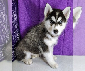 Siberian Husky Puppy for sale in MOUNT AYR, IA, USA