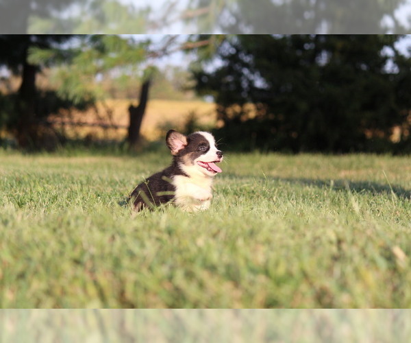 Medium Photo #6 Pembroke Welsh Corgi Puppy For Sale in FORT MADISON, IA, USA