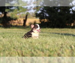 Small #5 Pembroke Welsh Corgi
