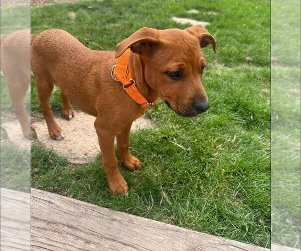 Medium Photo #2 Labrador Retriever-Unknown Mix Puppy For Sale in New London, WI, USA