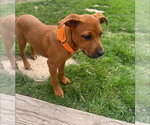 Small #1 Labrador Retriever Mix