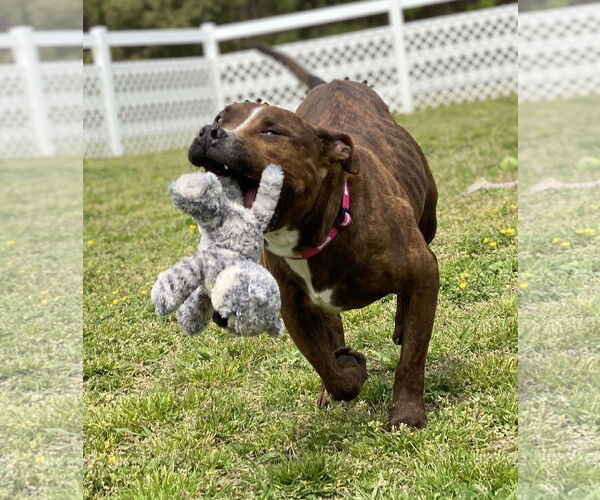 Medium Photo #5 American Pit Bull Terrier-Unknown Mix Puppy For Sale in Virginia Beach, VA, USA