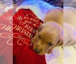 Small Photo #5 Dachshund Puppy For Sale in CARROLLTON, IL, USA