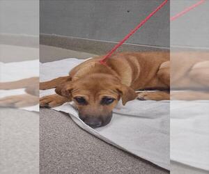 Chinese Shar-Pei-German Shepherd Dog Mix Dogs for adoption in Las Vegas, NV, USA