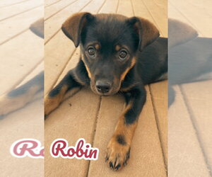 German Shepherd Dog-Miniature Pinscher Mix Dogs for adoption in Lexington Park, MD, USA