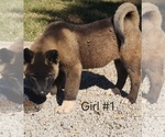 Puppy Puppy 3 Akita