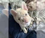 Small #13 French Bulldog