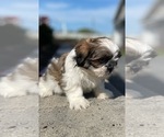 Small #2 Shih Tzu
