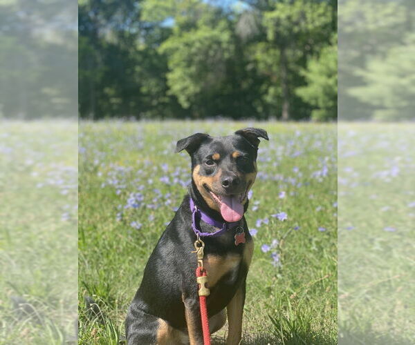 Medium Photo #1 Labrador Retriever-Unknown Mix Puppy For Sale in Boston, MA, USA