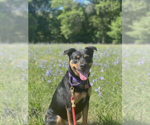 Labrador Retriever-Unknown Mix Dogs for adoption in Boston, MA, USA