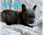 Small #2 French Bulldog