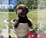 Image preview for Ad Listing. Nickname: AKC Ready to Go