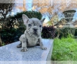 Small Photo #217 French Bulldog Puppy For Sale in HAYWARD, CA, USA