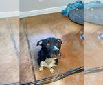 Small #9 Bullboxer Pit