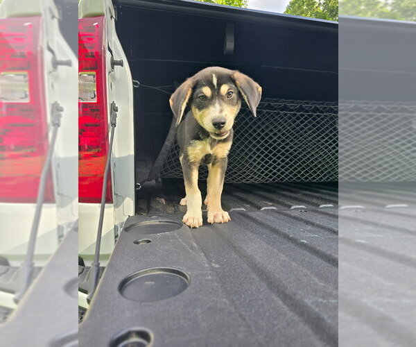 Medium Photo #3 Labrador Retriever-Unknown Mix Puppy For Sale in garner, NC, USA