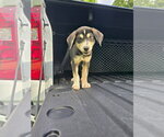 Small #2 Labrador Retriever Mix