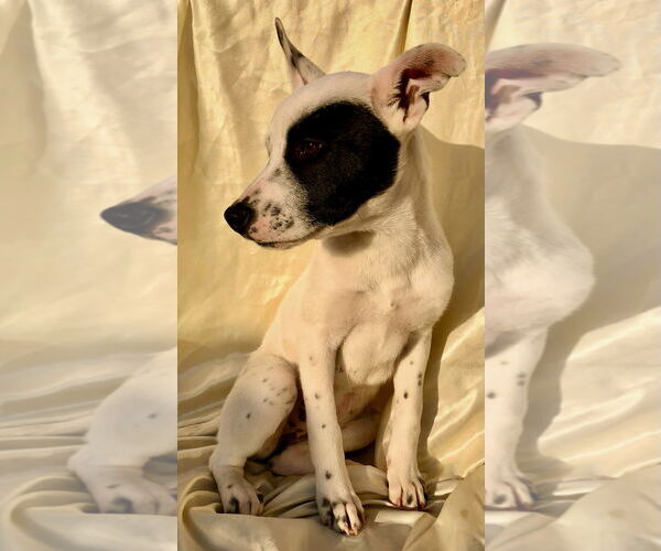 Medium Photo #3 American Pit Bull Terrier-Huskies  Mix Puppy For Sale in San Diego, CA, USA