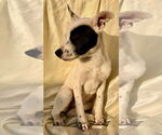Small #2 American Pit Bull Terrier-Huskies  Mix
