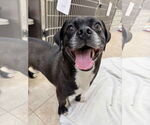 Small #2 Pug Mix