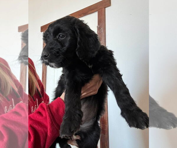 Medium Photo #2 Black Mouth Cur-Poodle (Standard) Mix Puppy For Sale in Grafton, WI, USA