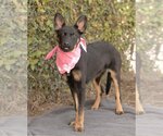 Small Shepweiller