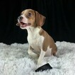 Small Photo #5 Beagle Puppy For Sale in CHATTANOOGA, TN, USA